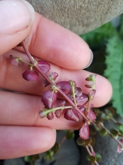 Epilobium pedunculare