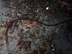 Chitonotus pugetensis