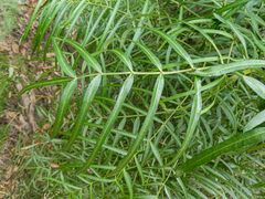 Polyscias sambucifolia