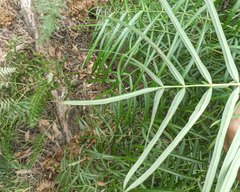 Polyscias sambucifolia