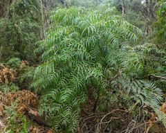 Polyscias sambucifolia