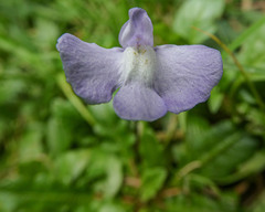 Mazus pumilio