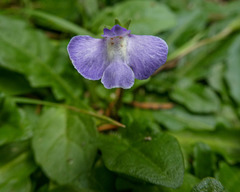 Mazus pumilio