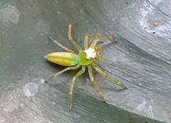 Epeus flavobilineatus