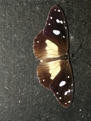 Amauris albimaculata