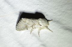 Acronicta tota