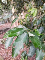 Castanopsis formosana