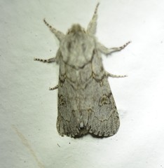 Acronicta tota