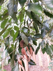 Castanopsis formosana