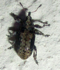 Amphibolocorynus varius