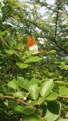 Charaxes varanes vologeses