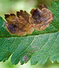 Stigmella sorbi