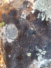 Xanthoparmelia pulla