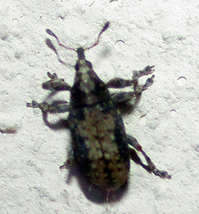 Amphibolocorynus varius