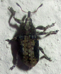 Amphibolocorynus varius