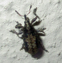 Amphibolocorynus varius