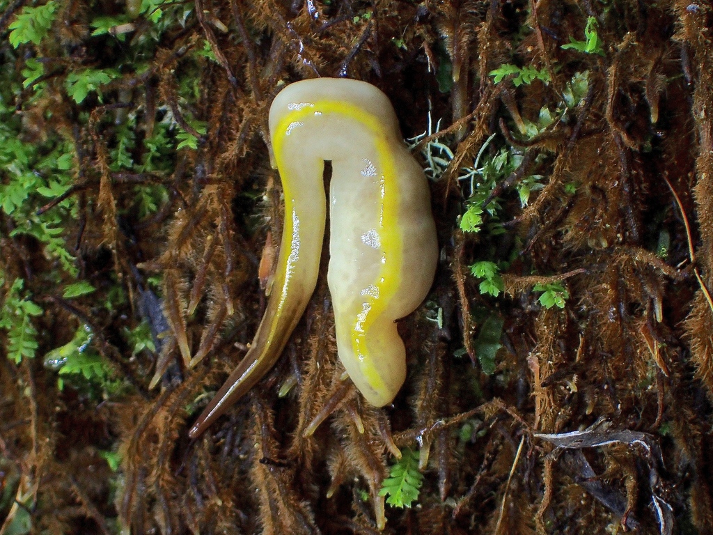 Australopacifica warragulensis