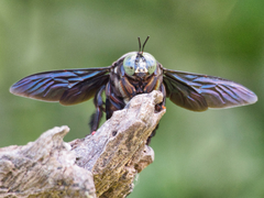 Xylocopa perforator
