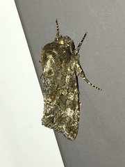 Copivaleria grotei