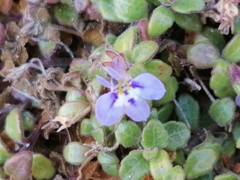 Lobelia boivinii