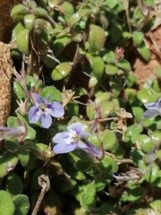 Lobelia boivinii