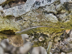 Cryptoblepharus leschenault