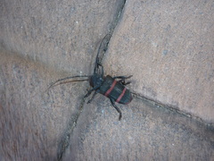 Ceroplesis orientalis