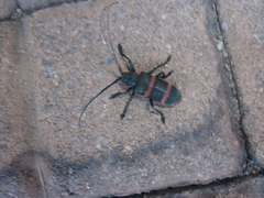 Ceroplesis orientalis