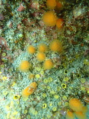 Pseudodistoma novaezelandiae
