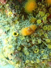 Pseudodistoma novaezelandiae