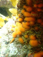Pseudodistoma novaezelandiae