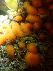 Pseudodistoma novaezelandiae
