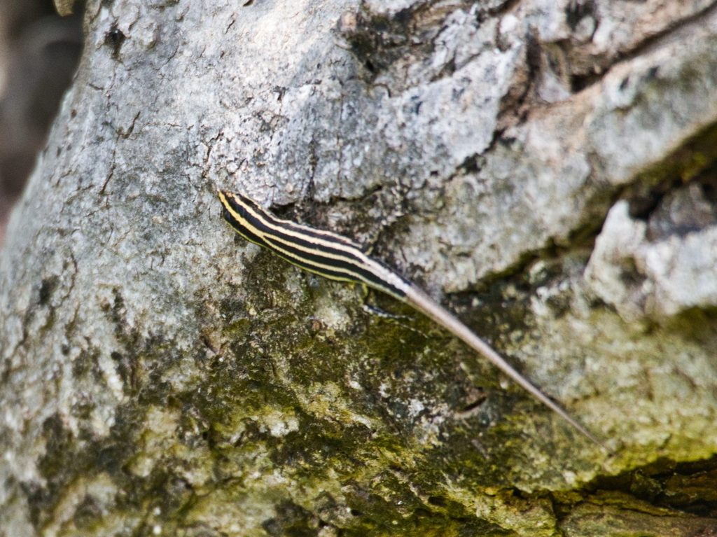 Leschenault Snake Eyed Skink