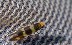 Micropterix aureatella