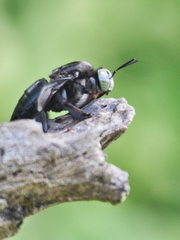 Xylocopa perforator