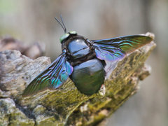 Xylocopa perforator