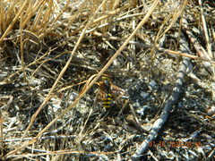 Stizus fasciatus