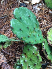 Opuntia humifusa