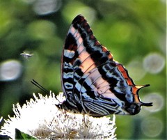 Charaxes druceanus druceanus