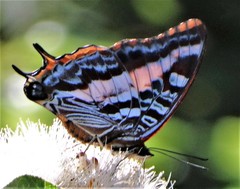 Charaxes druceanus druceanus