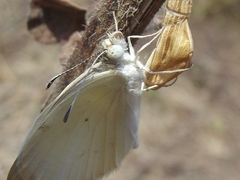 Colotis etrida
