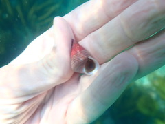 Micrelenchus purpureus