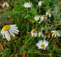 Tripleurospermum inodorum