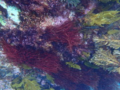 Vidalia colensoi