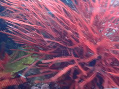 Vidalia colensoi