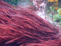 Vidalia colensoi