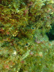 Thylacodes aotearoicus