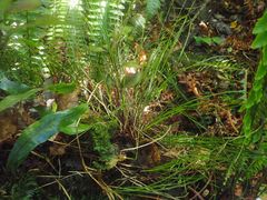 Dendrobium cunninghamii