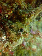 Thylacodes aotearoicus