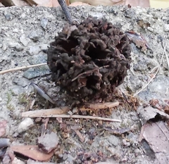 Liquidambar formosana